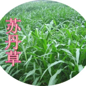 进口苏丹草种子杂交牧草种子南方北方牛羊鱼草草籽种子鱼吃的