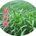 进口苏丹草种子杂交牧草种子南方北方牛羊鱼草草籽种子鱼吃的