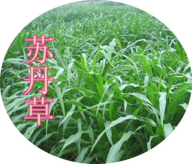 进口苏丹草种子杂交牧草种子南方北方牛羊鱼草草籽种子鱼吃的