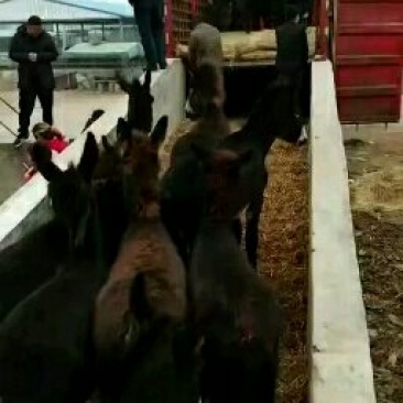 2~3月肉驴苗价格