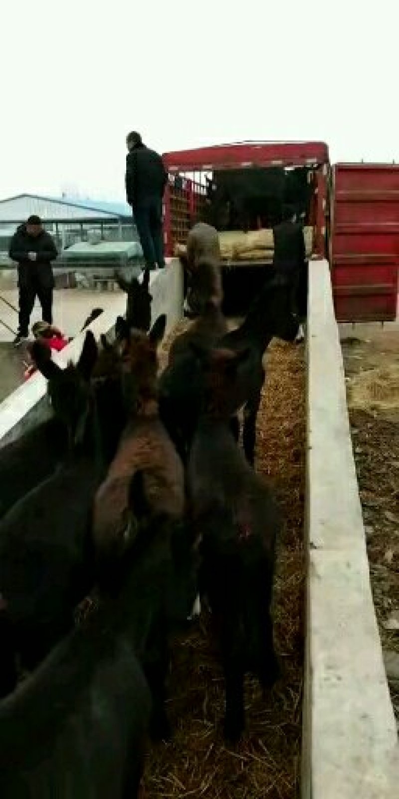 2~3月肉驴苗价格