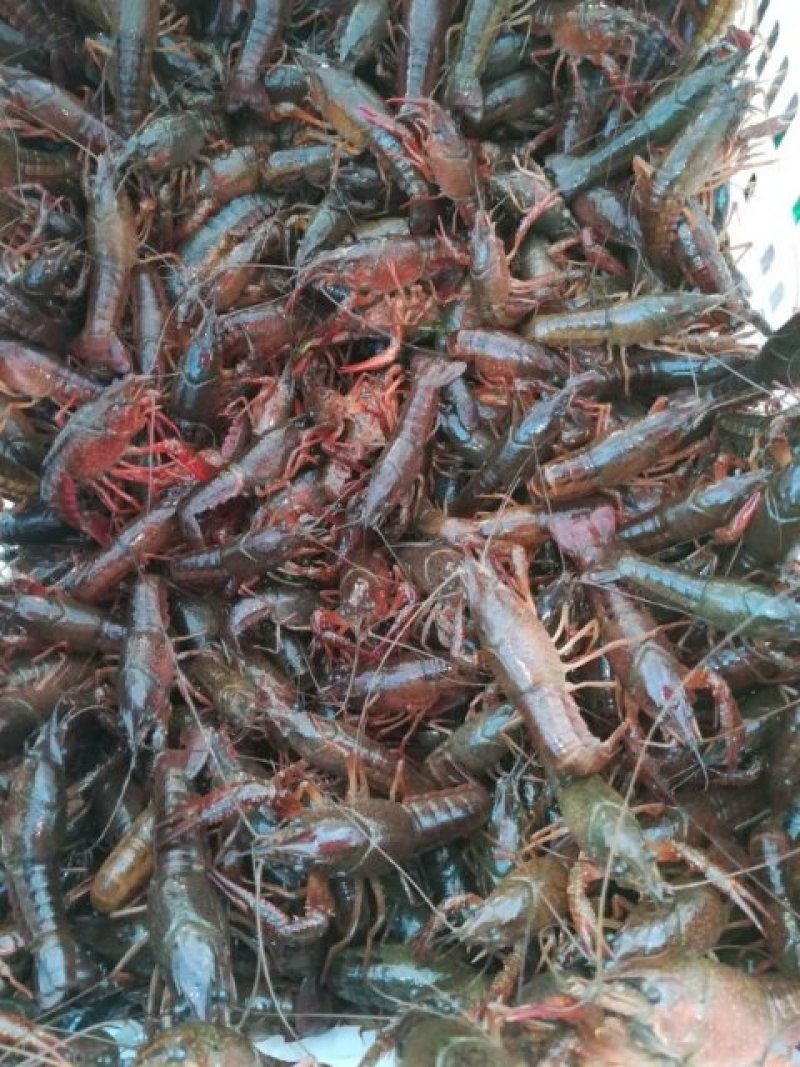 洪湖淡水小龙虾虾苗，成品虾