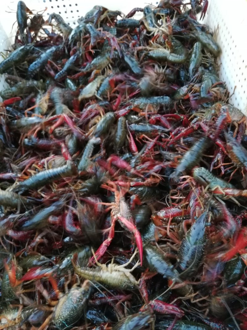 洪湖淡水小龙虾虾苗，成品虾