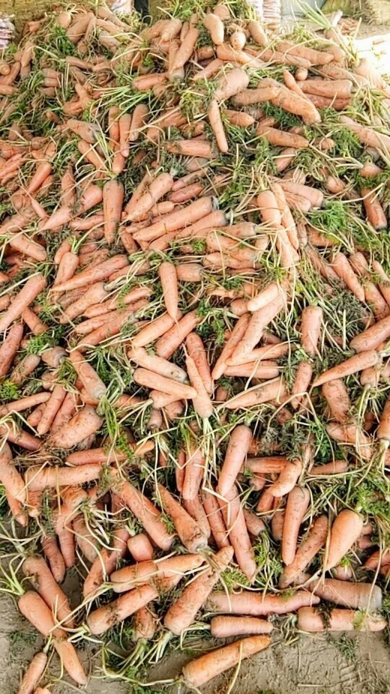 红萝卜
