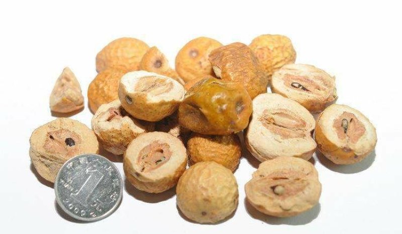 川楝子楝实苦楝子中药材