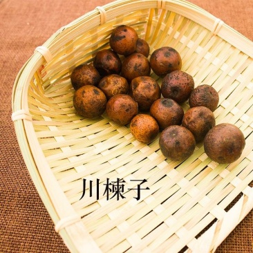 川楝子楝实苦楝子中药材