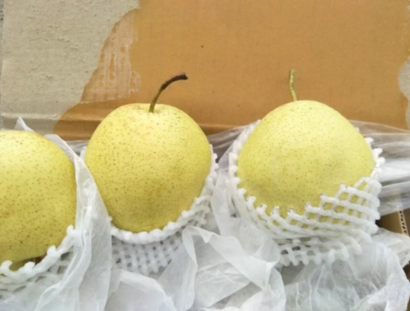 雪花梨河北梨️雪花梨️大量出货【甜蜜上市】期待你的️