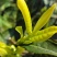 基地销售老茶树3-6年茶树