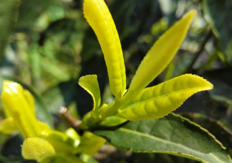 基地销售老茶树3-6年茶树