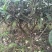 基地销售老茶树3-6年茶树