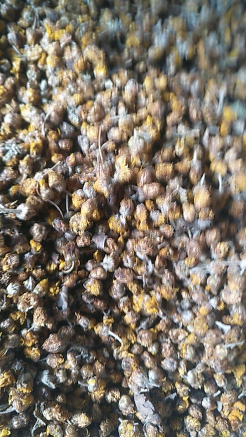 野菊花，产地湖北含量高，保证质量