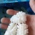 鱿鱼花