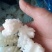 鱿鱼花