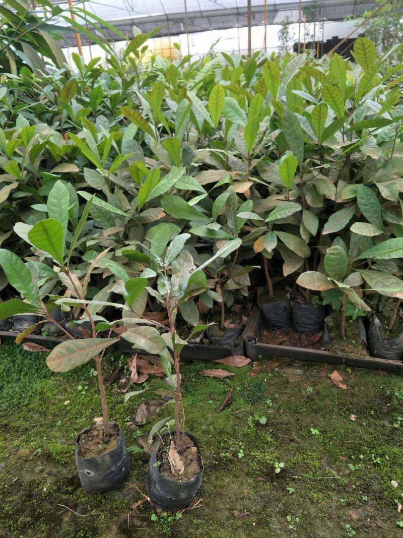 神秘果杯苗变味果袋苗庭院盆栽果树苗
