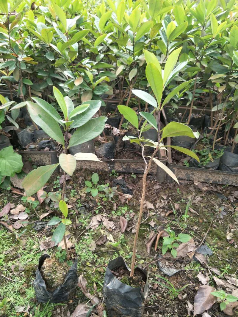 小果巴西甜樱桃巴西樱桃苗樱桃苗庭院果树苗