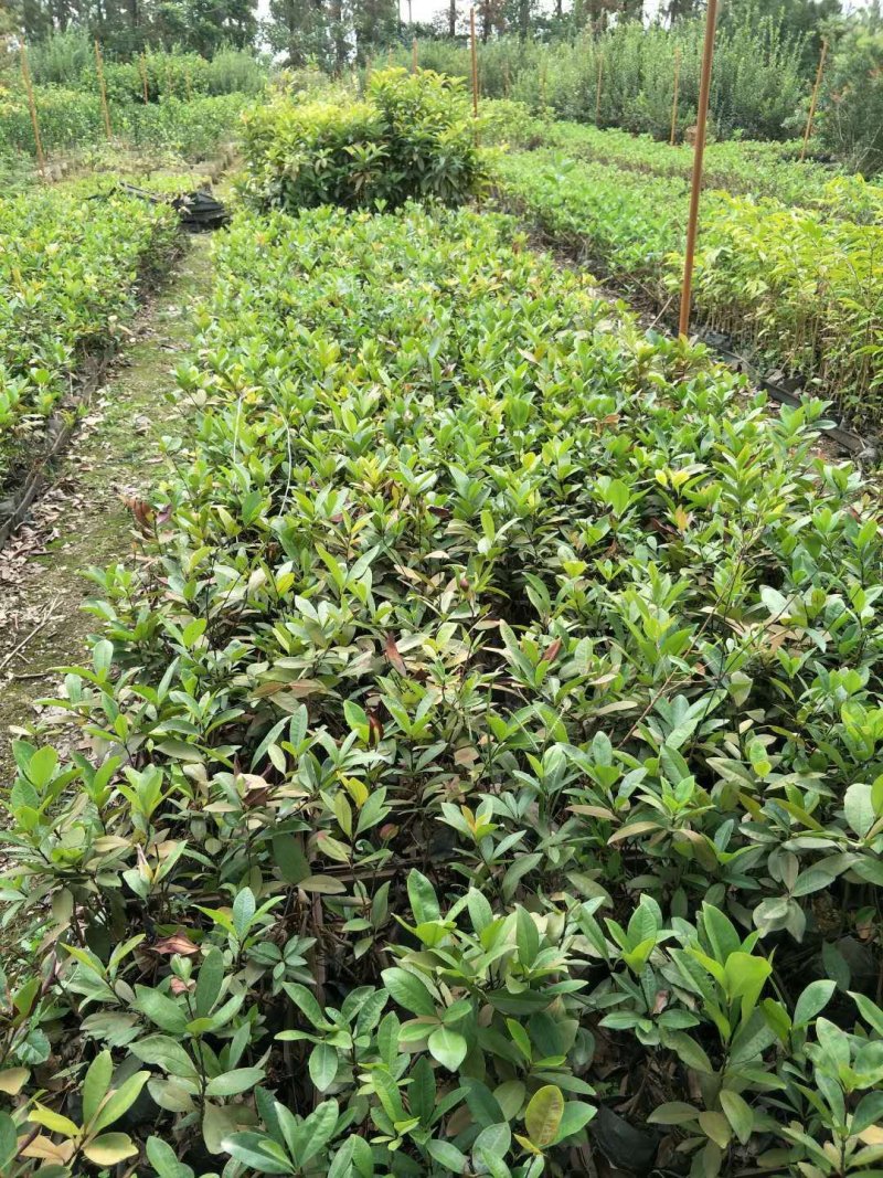 小果巴西甜樱桃巴西樱桃苗樱桃苗庭院果树苗