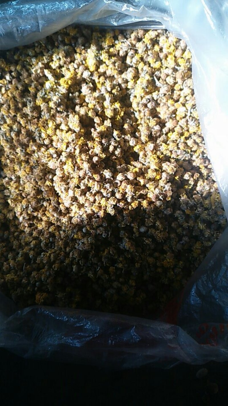 天然菊花茶，大量有货每年5吨左右要大货的连系我。保证质量