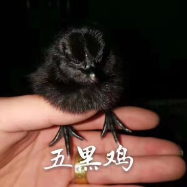 常年出售各种鸡鸭鹅苗高价回收