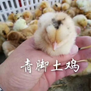 常年出售各种鸡鸭鹅苗高价回收