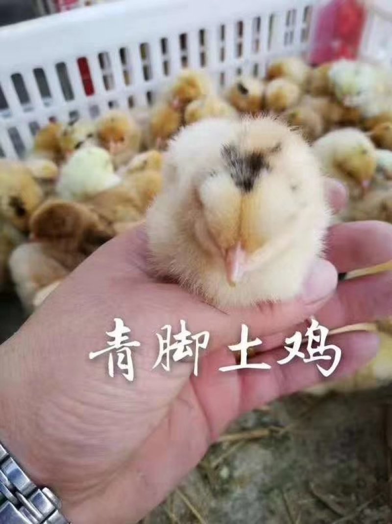 常年出售各种鸡鸭鹅苗高价回收