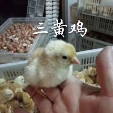常年出售各种鸡鸭鹅苗高价回收