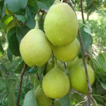 香梨，新鲜，5斤装