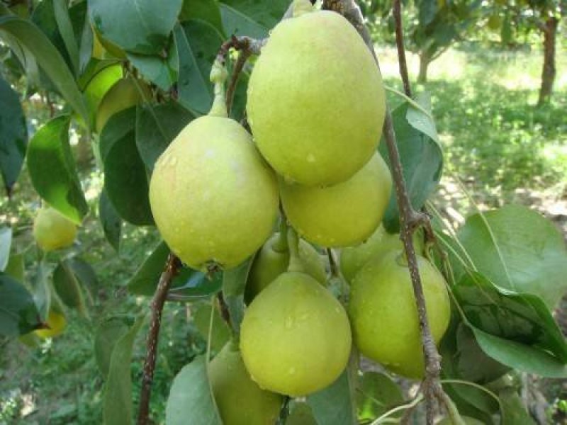 香梨，新鲜，5斤装