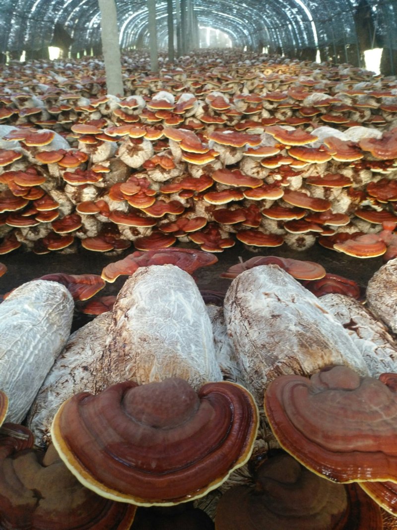 平菇菌棒，灵芝菌棒