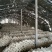 平菇菌棒，灵芝菌棒