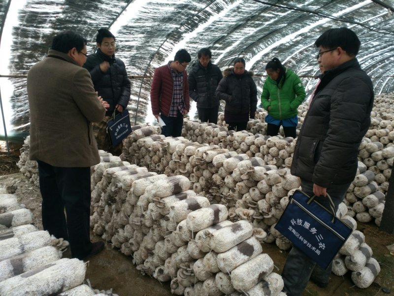 平菇菌棒，灵芝菌棒
