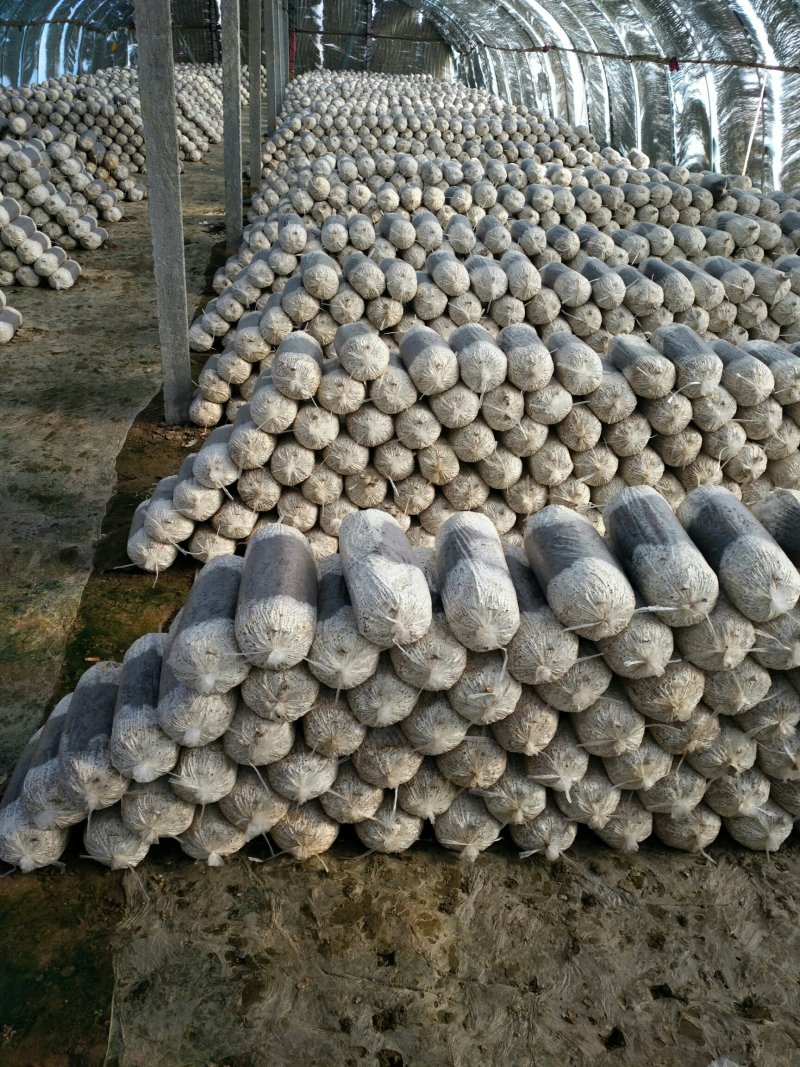平菇菌棒，灵芝菌棒