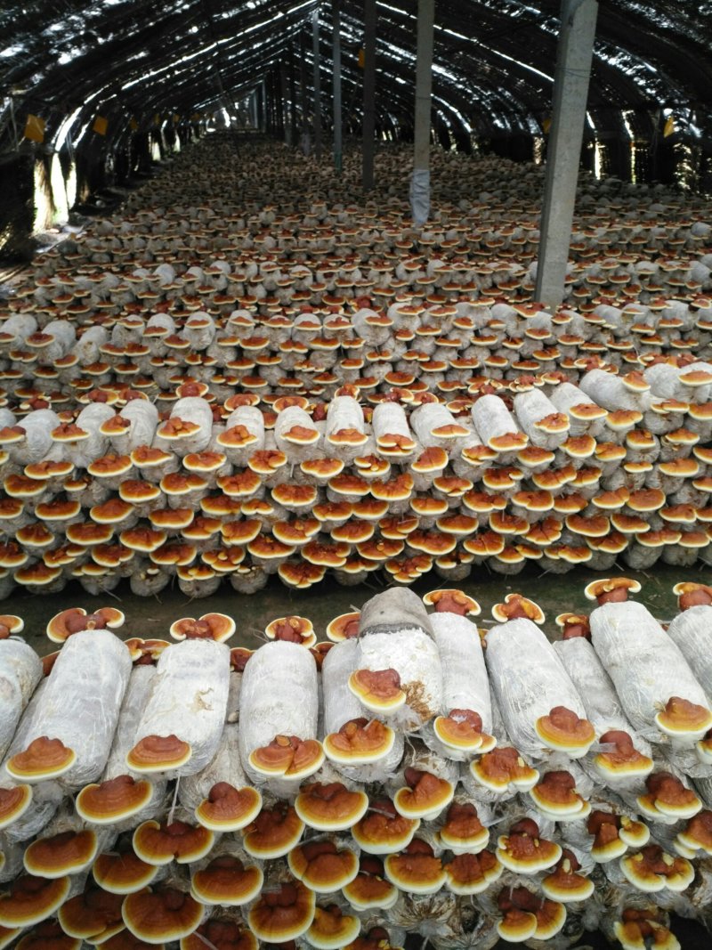 平菇菌棒，灵芝菌棒