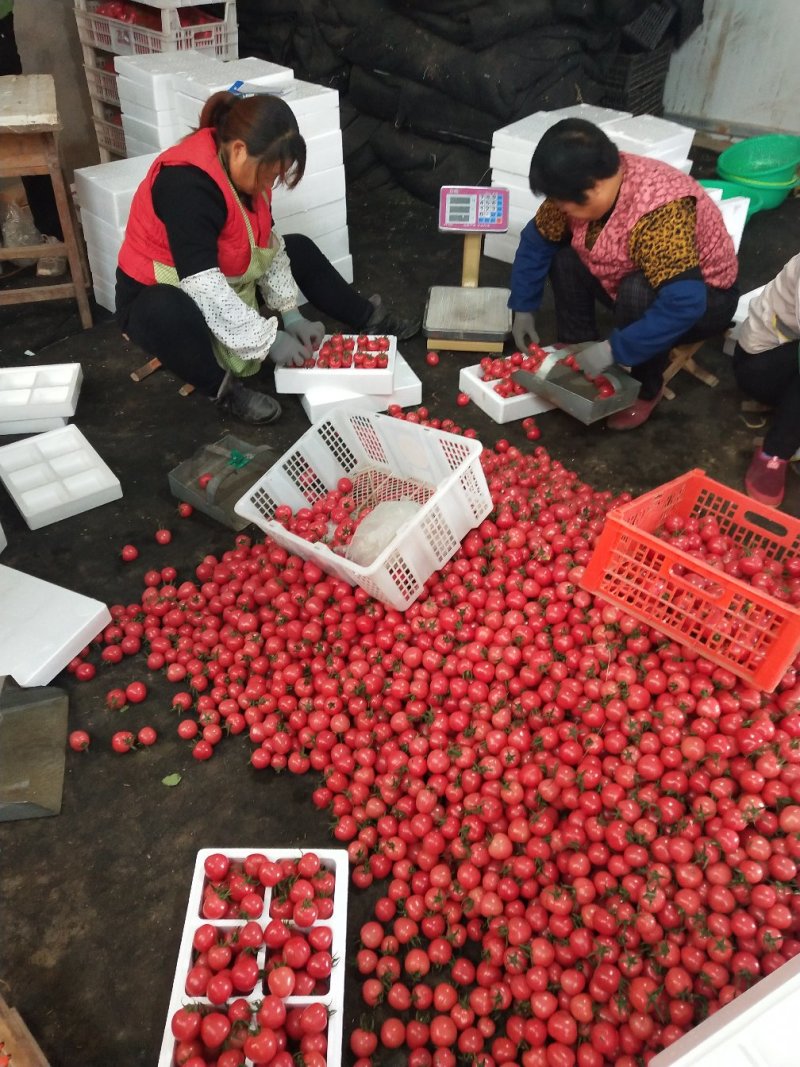 【特惠】樱桃小番茄贝贝圣女果产地直销品质保证欢迎咨询