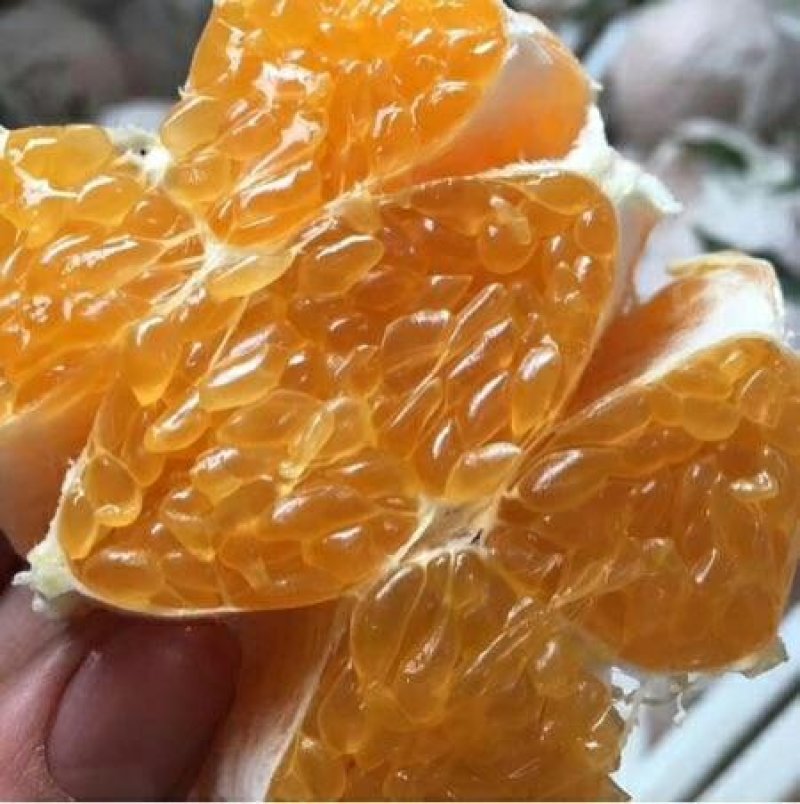蒲江春见耙耙柑一件代发批发包邮包售后中果
