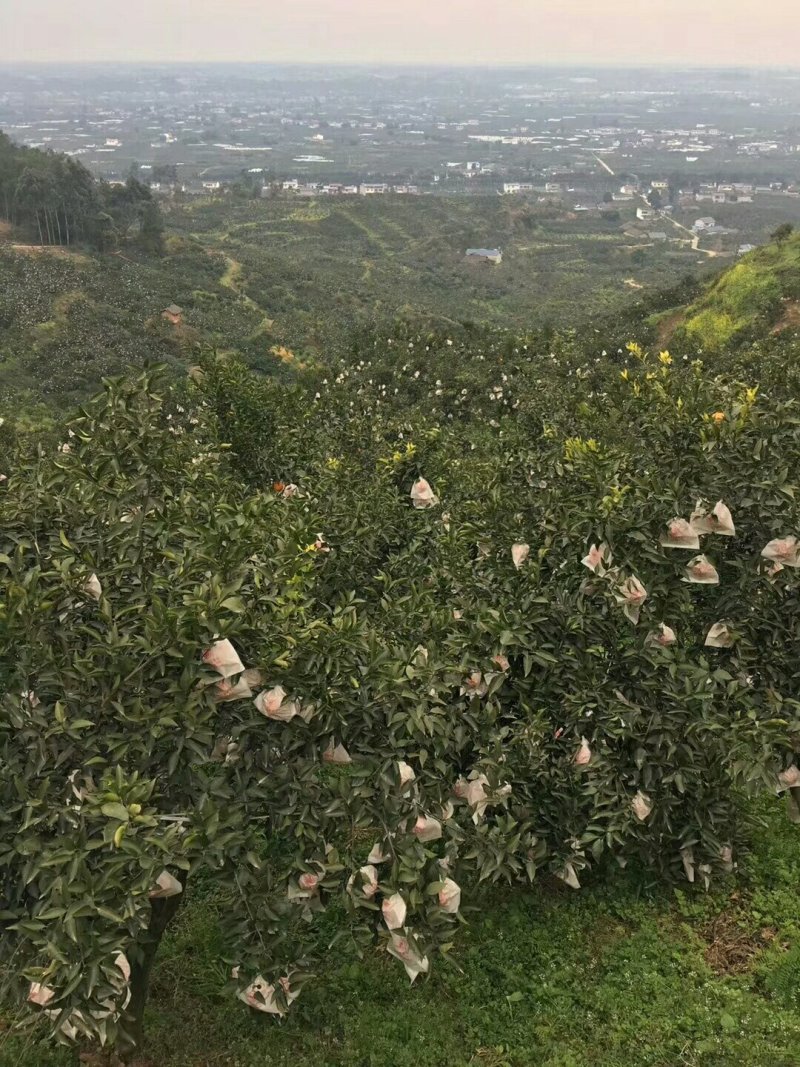 蒲江春见耙耙柑一件代发批发包邮包售后中果
