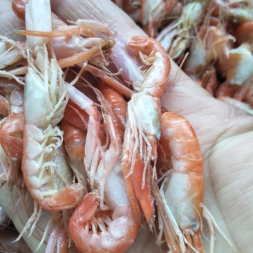 红虾冻虾