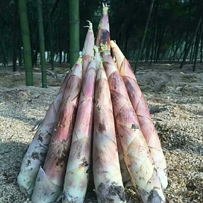 竹笋现挖新鲜，3斤装，中号