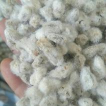 皮辊轧的棉籽