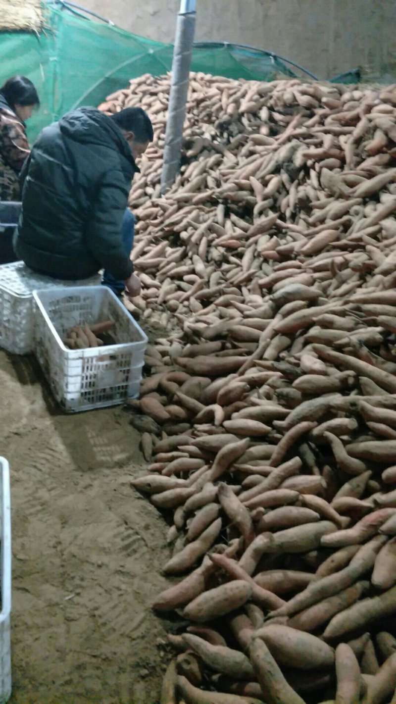 蜜薯专卖