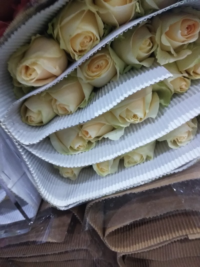 玫瑰