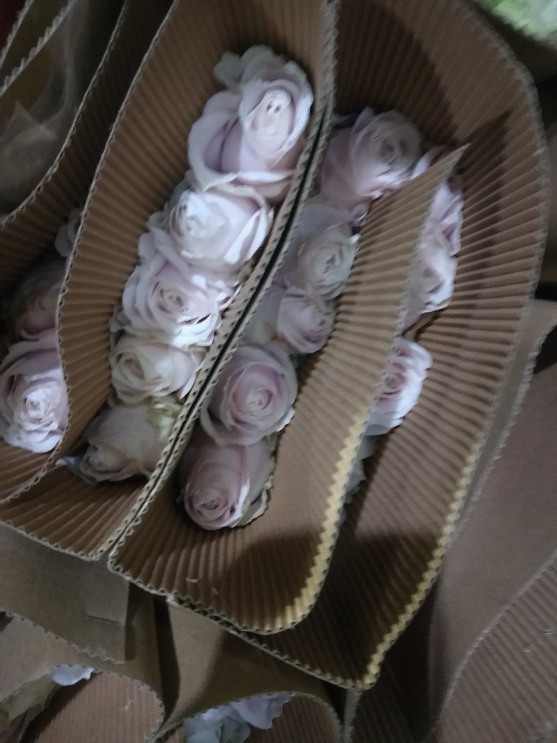玫瑰