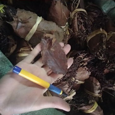 山楂叶干净无杂质