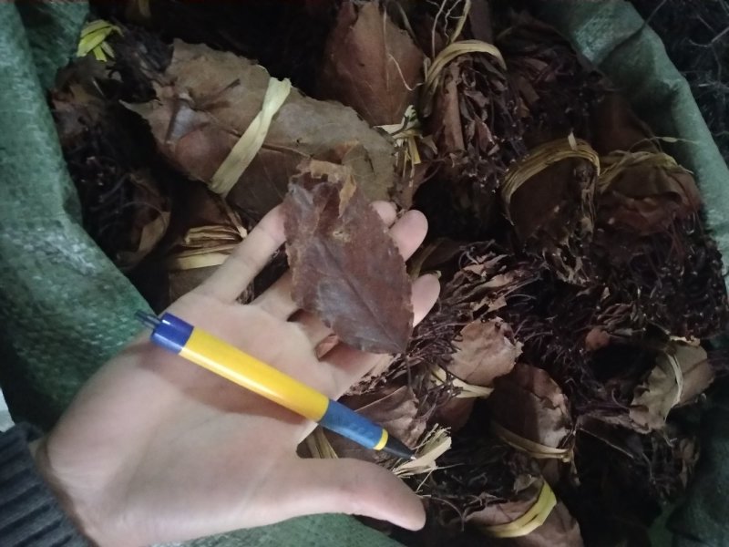山楂叶干净无杂质