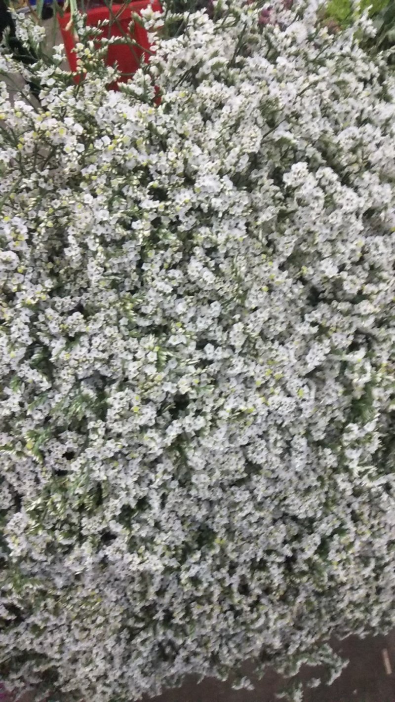 勿忘我