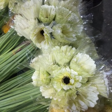 非洲菊