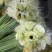 非洲菊
