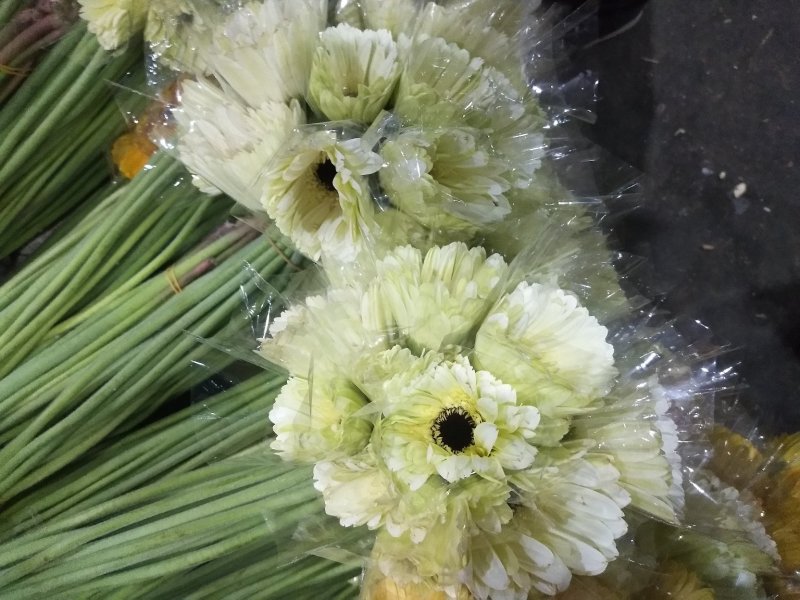 非洲菊