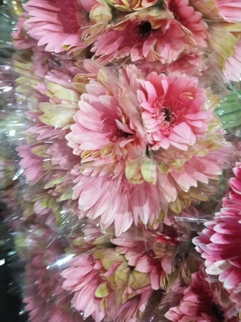 非洲菊