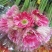 非洲菊