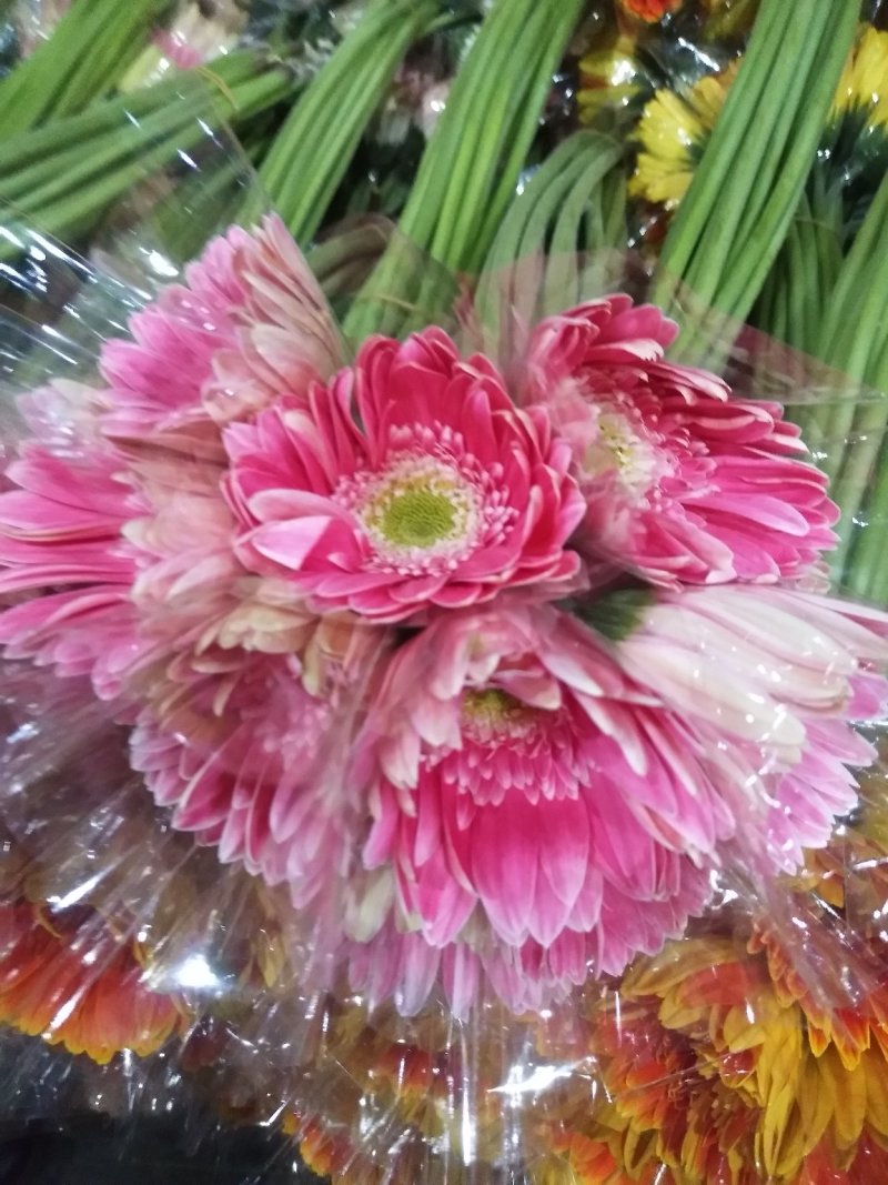 非洲菊